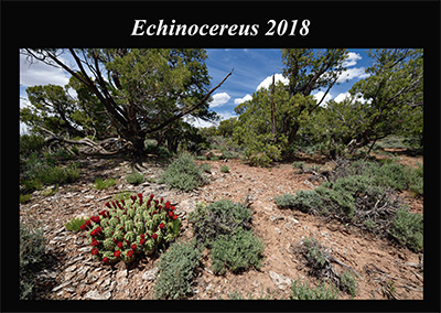 Utah Archive Page 2 Of 2 Echinocereus Online