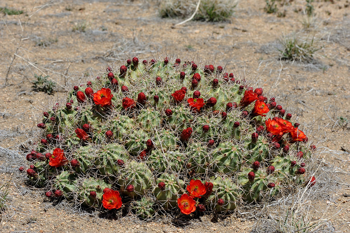 California Archive Echinocereus Online