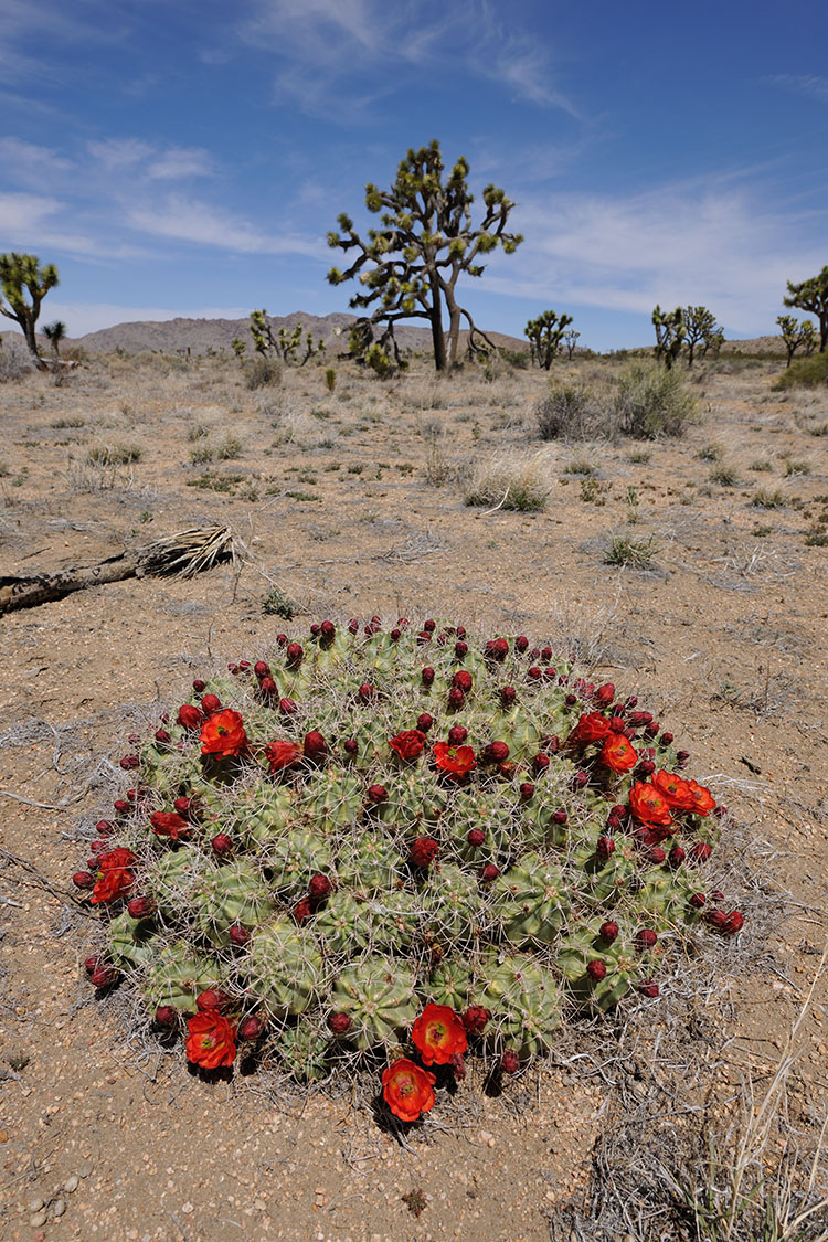 California Archive Echinocereus Online