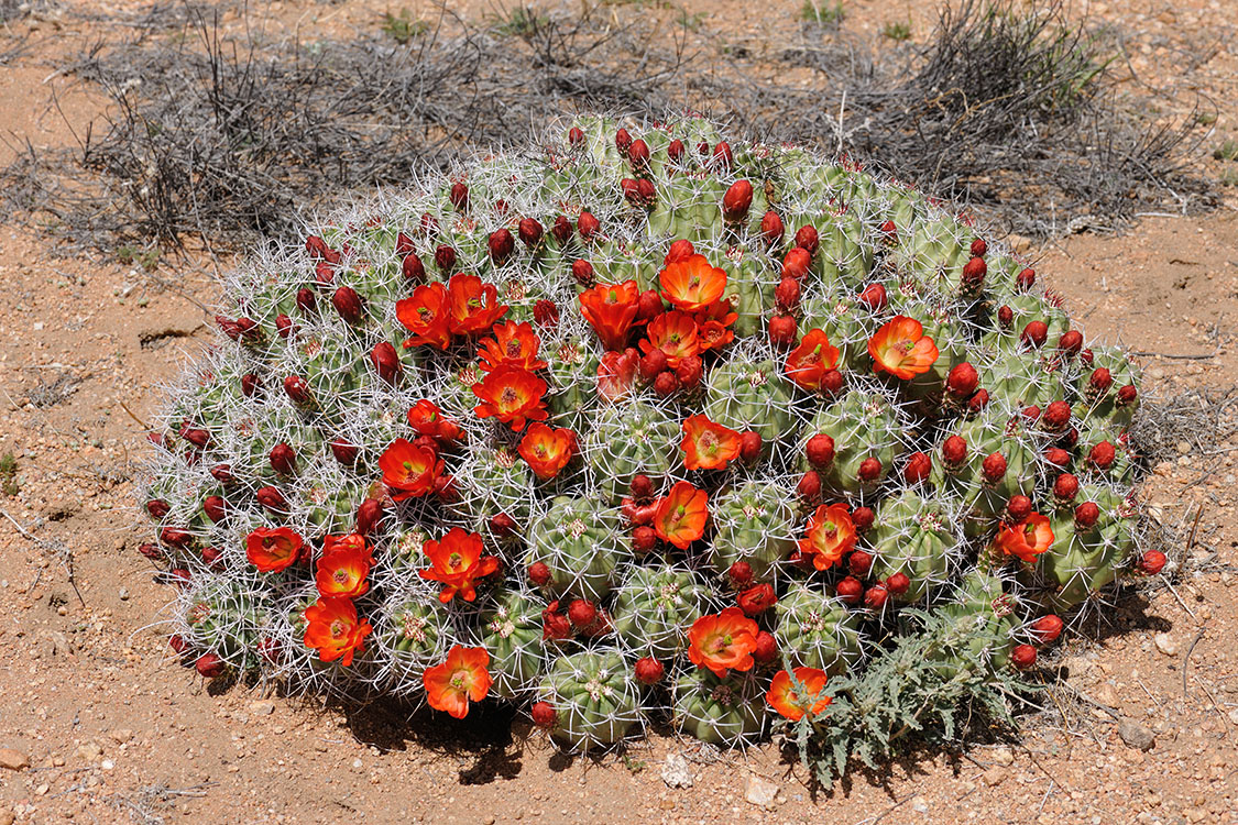 California Archive Echinocereus Online