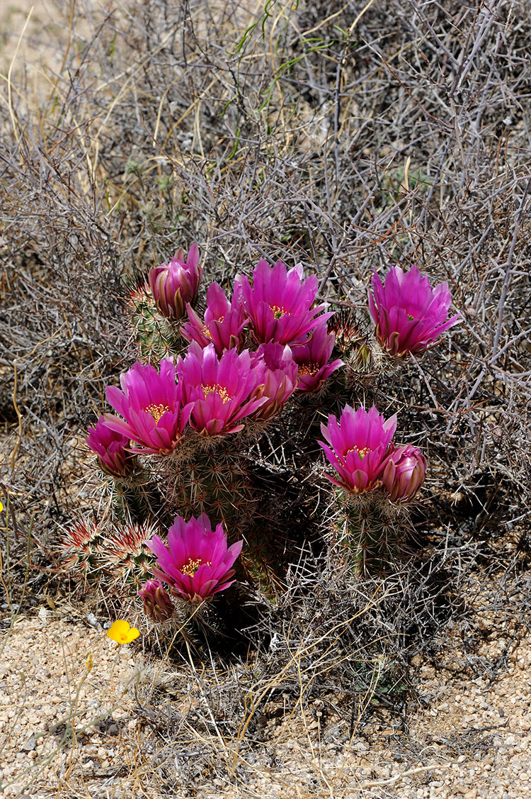 California Archive Echinocereus Online