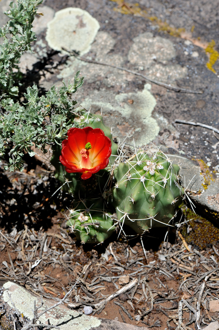 Utah Archive Page 2 Of 2 Echinocereus Online