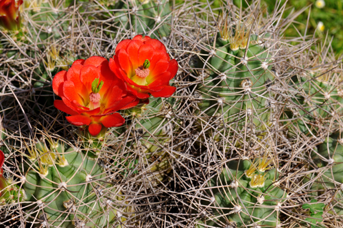 California Archive Echinocereus Online