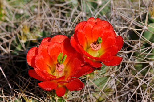 California Archive Echinocereus Online