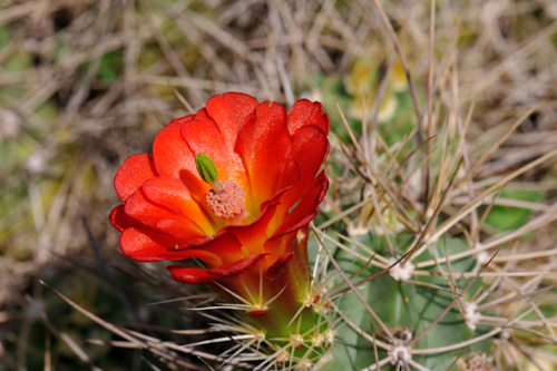 California Archive Echinocereus Online