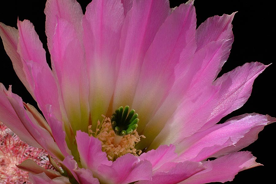 Echinocereus pectinatus, Mexico, Chihuahua, General Trias