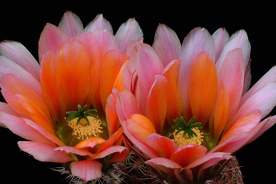 Echinocereus pectinatus subsp. rutowiorum, Mexico, Chihuahua, Sierra el Tambor