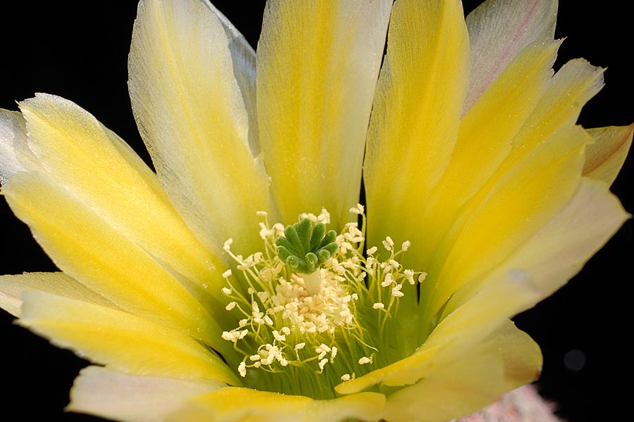 Echinocereus pectinatus subsp. rutowiorum, Mexico, Chihuahua, Sierra el Tambor