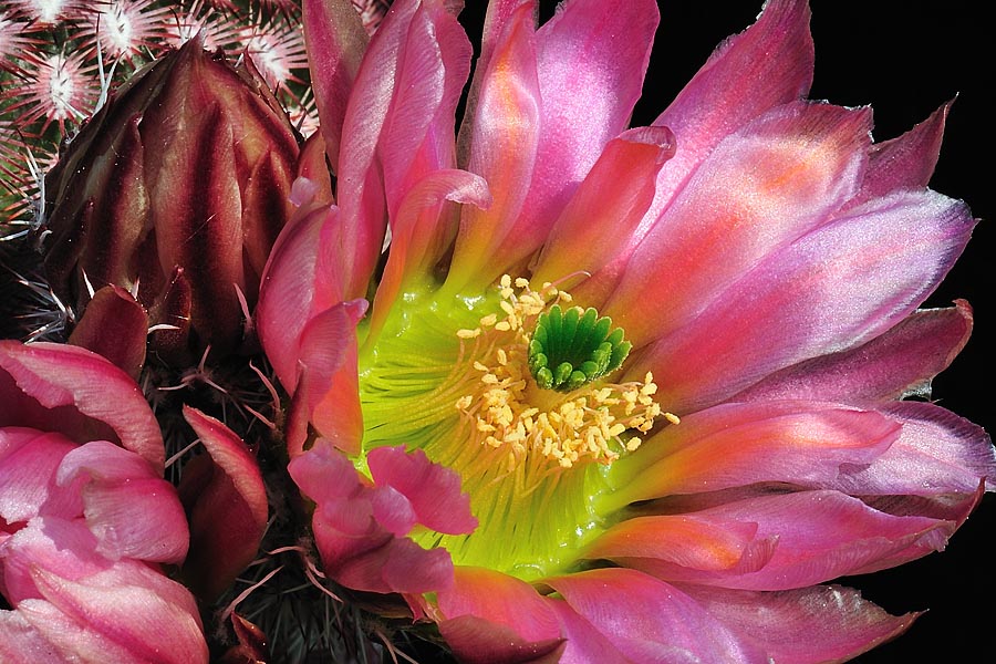 Echinocereus pectinatus, Mexico, Detras