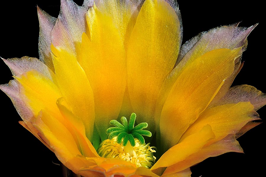 Echinocereus pectinatus subsp. rutowiorum, Mexico, Chihuahua, Sierra el Tambor
