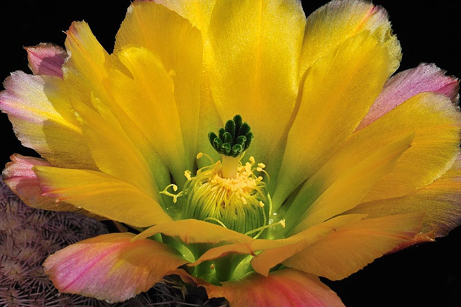 Echinocereus pectinatus, Mexico, Detras