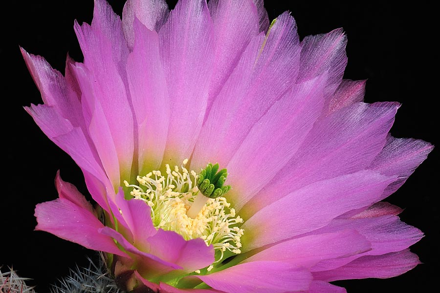 Echinocereus pectinatus, Mexico, Chihuahua, General Trias