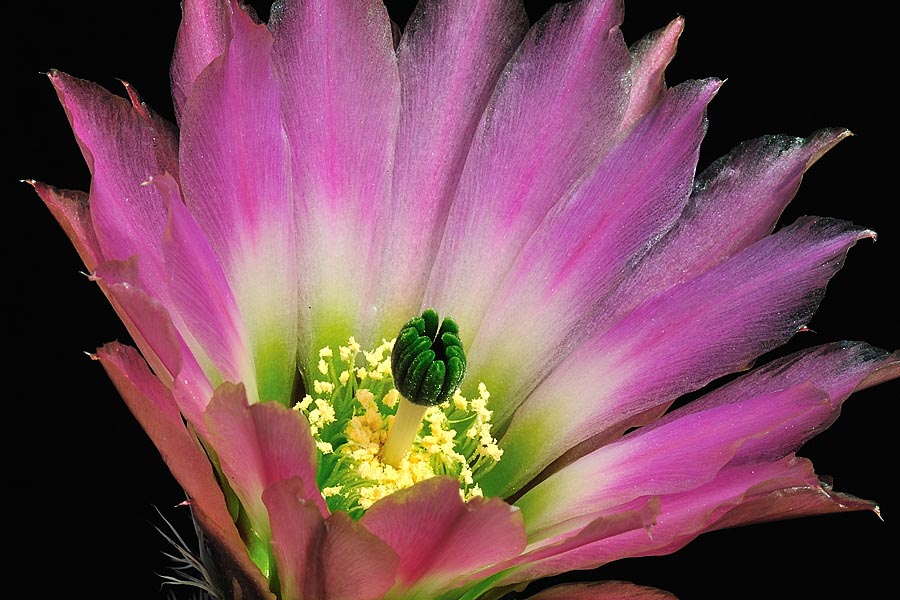 Echinocereus pectinatus, Mexico, Chihuahua, Hidalgo del Parral – Jiminez
