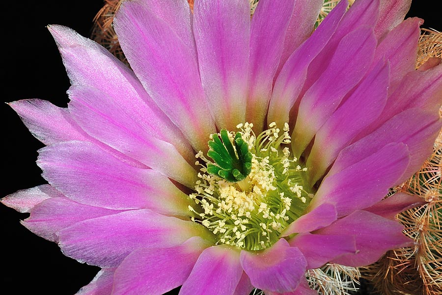 Echinocereus pectinatus, Mexico, Zacatecas, Salinas