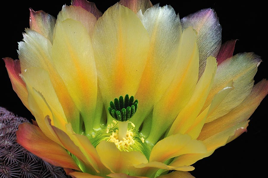 Echinocereus pectinatus, Mexico, Detras