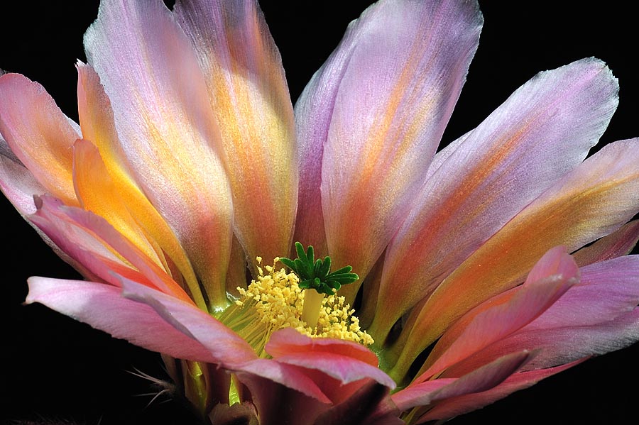Echinocereus pectinatus subsp. rutowiorum, Mexico, Chihuahua, Sierra el Tambor