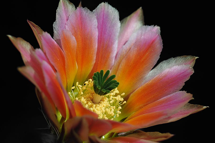 Echinocereus pectinatus subsp. rutowiorum, Mexico, Chihuahua, Sierra el Tambor