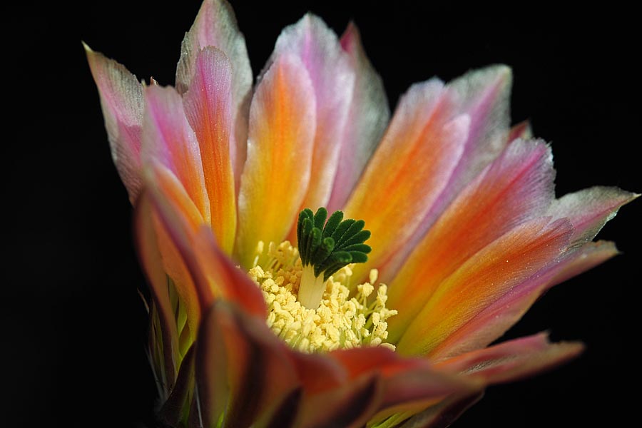 Echinocereus pectinatus subsp. rutowiorum, Mexico, Chihuahua, Sierra el Tambor