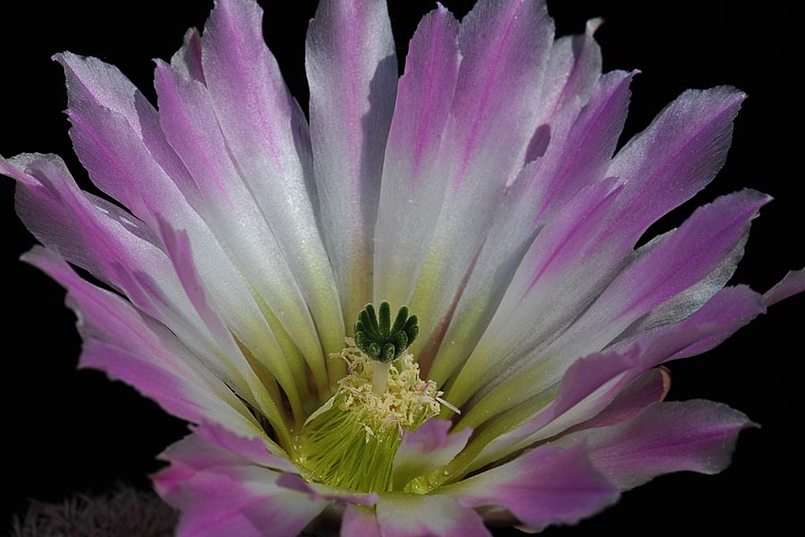 Echinocereus pectinatus, Mexico, Chihuahua, General Trias