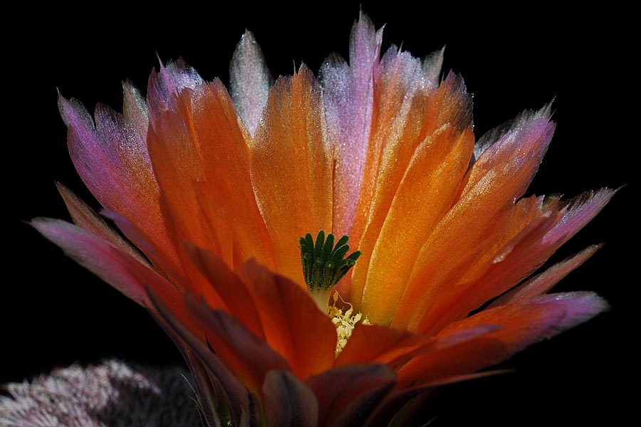 Echinocereus pectinatus, Mexico, Detras