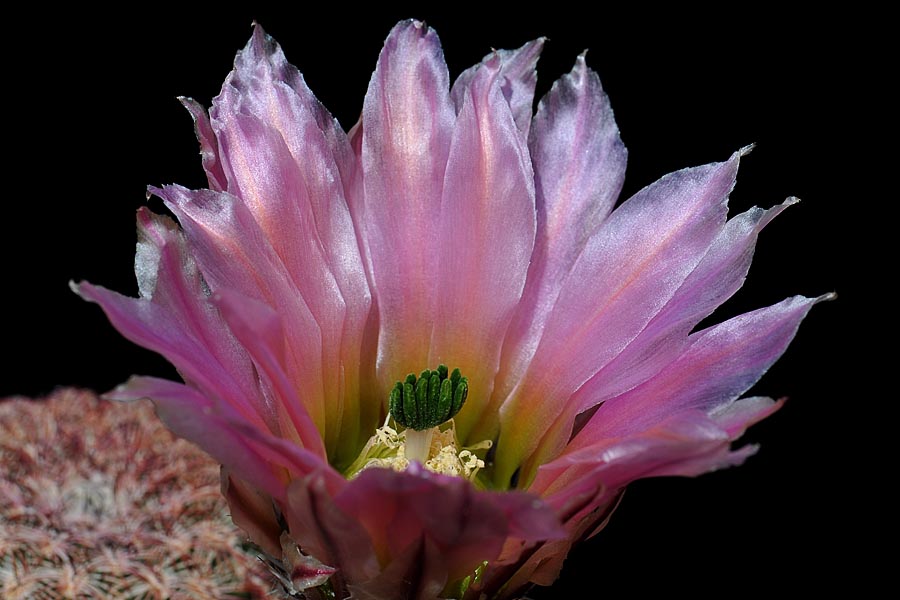 Echinocereus pectinatus, Mexico, Chihuahua, General Trias