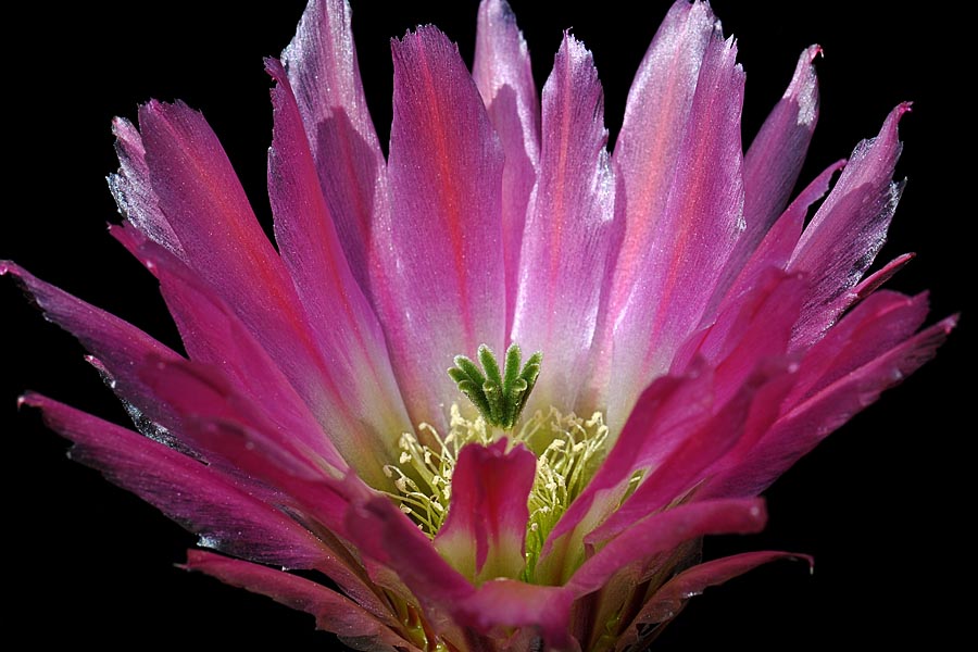 Echinocereus pectinatus, Mexico, Detras