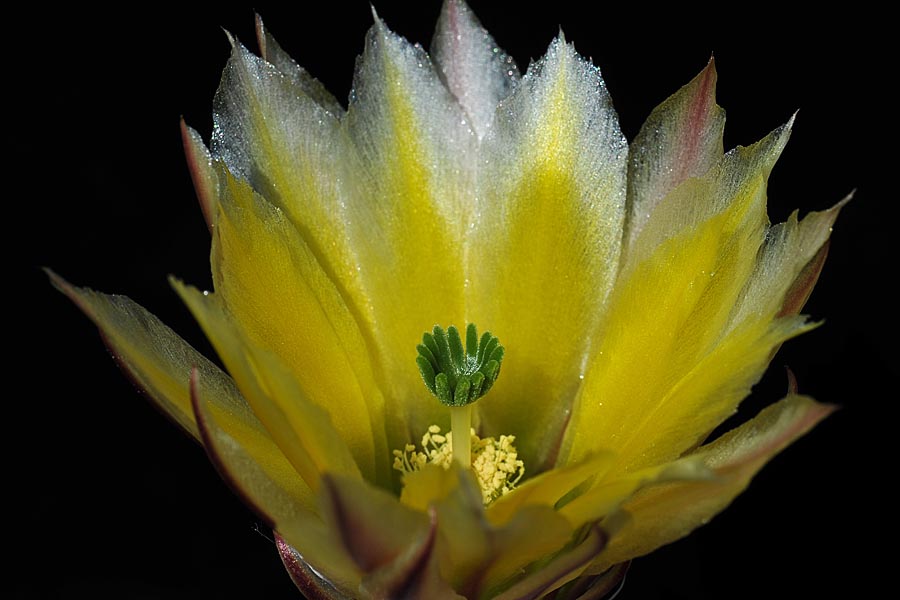 Echinocereus pectinatus subsp. rutowiorum, Mexico, Chihuahua, Sierra el Tambor