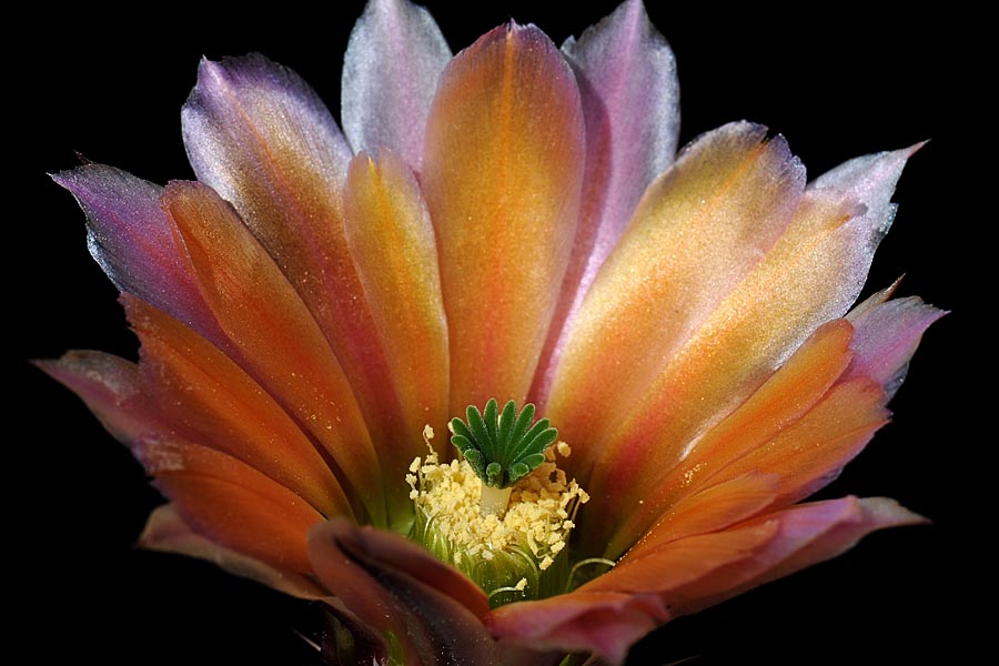 Echinocereus pectinatus subsp. rutowiorum, Mexico, Chihuahua, Sierra el Tambor