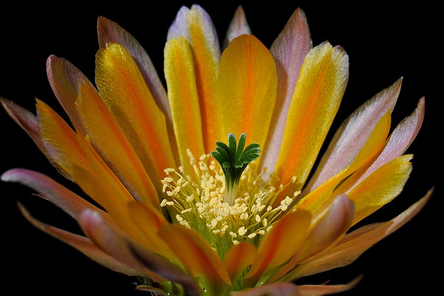 Echinocereus pectinatus, Mexico, Detras