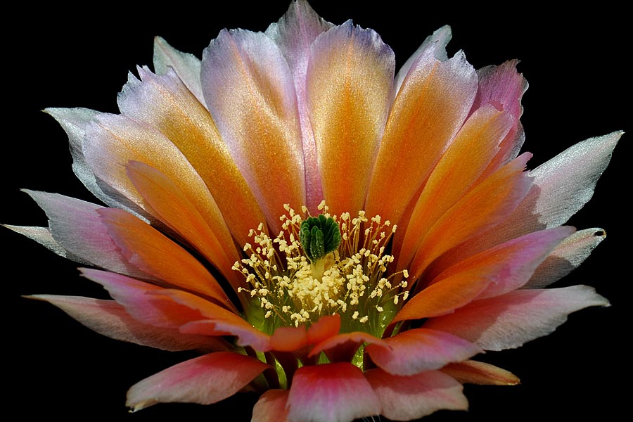 Echinocereus pectinatus subsp. rutowiorum, Mexico, Chihuahua, Sierra el Tambor