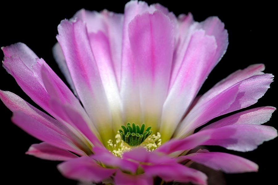 Echinocereus pectinatus, Mexico, Coahuila, Hundido