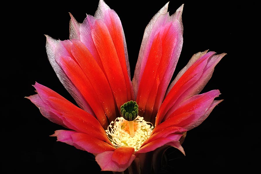 Echinocereus pectinatus, Mexico, Detras