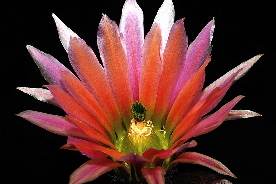 Echinocereus pectinatus, Mexico, Detras