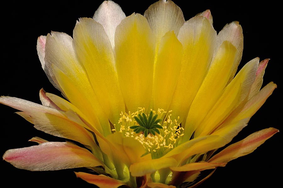 Echinocereus pectinatus subsp. rutowiorum, Mexico, Chihuahua, Sierra el Tambor