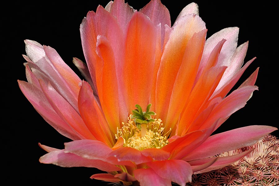 Echinocereus pectinatus subsp. rutowiorum, Mexico, Chihuahua, Sierra el Tambor