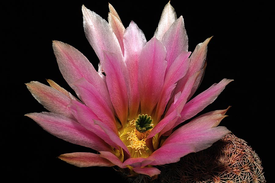 Echinocereus pectinatus subsp. rutowiorum, Mexico, Chihuahua, Sierra el Tambor