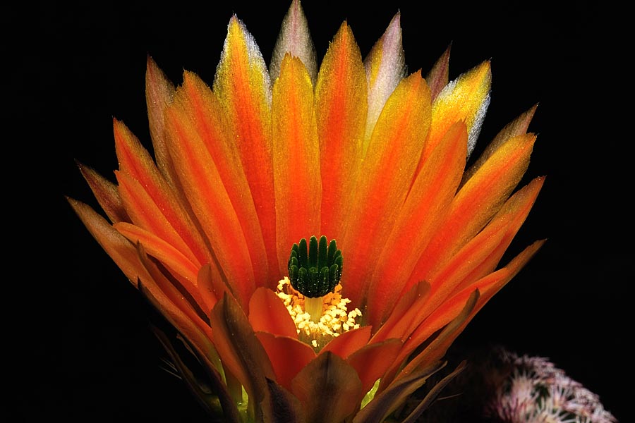 Echinocereus pectinatus, Mexico, Detras