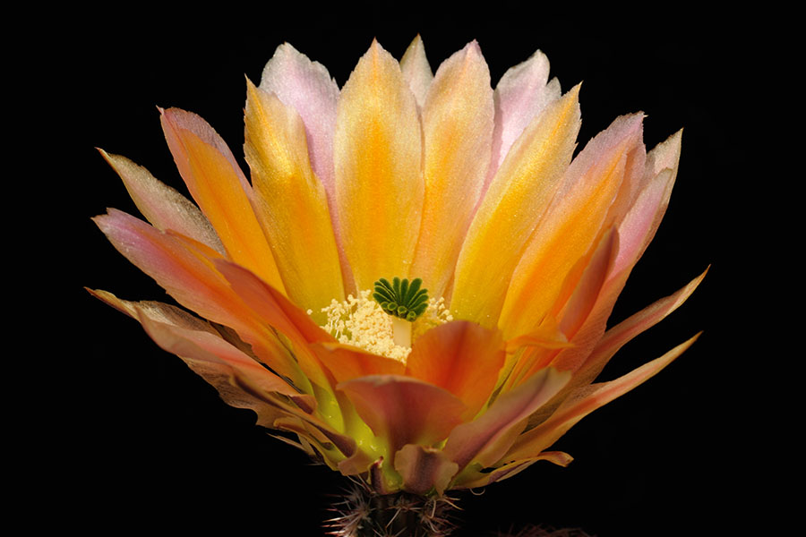 Echinocereus pectinatus subsp. rutowiorum, Mexico, Chihuahua, Sierra el Tambor