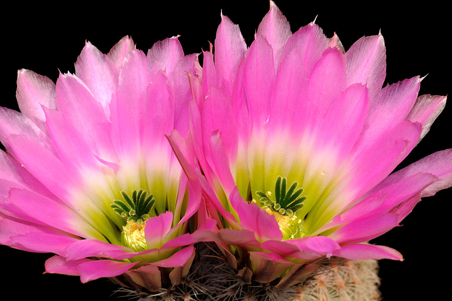 Echinocereus pectinatus, Mexico, Coahuila, Hundido