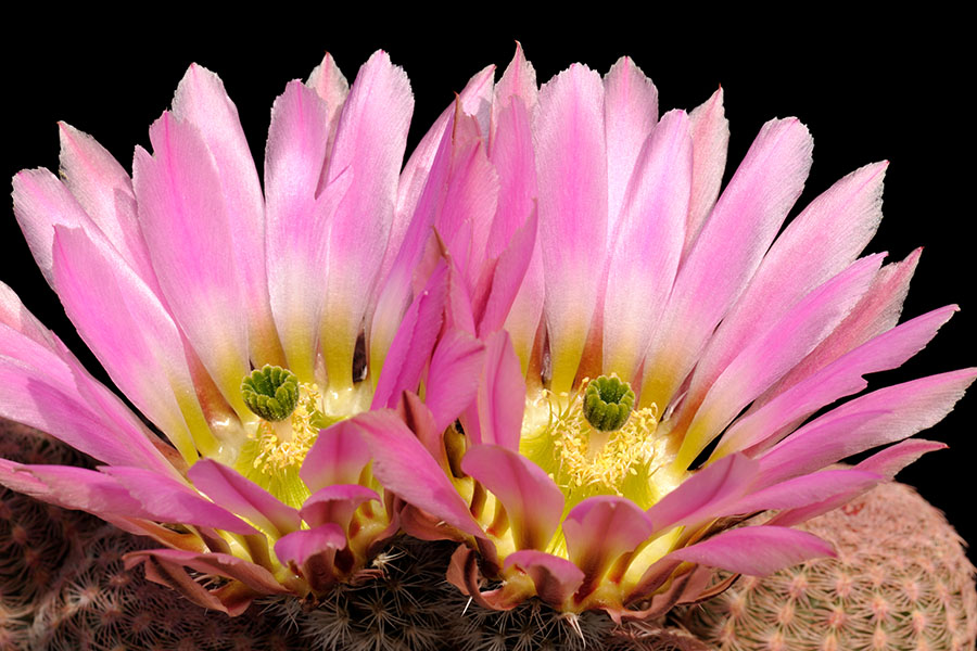 Echinocereus pectinatus, Mexico, Nuevo Leon, San Roberto