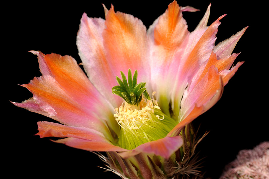 Echinocereus pectinatus, Mexico, Detras