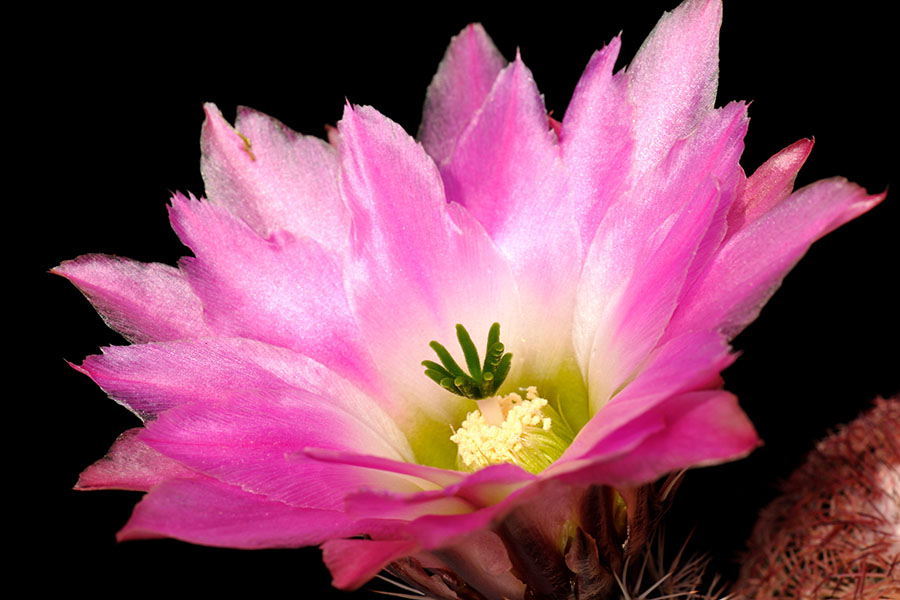 Echinocereus pectinatus, Mexico, Chihuahua, Las Boquillas