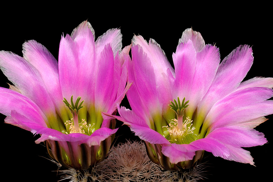 Echinocereus pectinatus subsp. wenigeri, USA, Texas, Pecos County