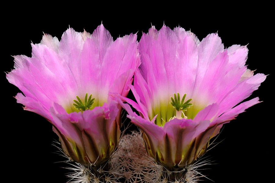 Echinocereus pectinatus subsp. wenigeri, USA, Texas, Pecos County