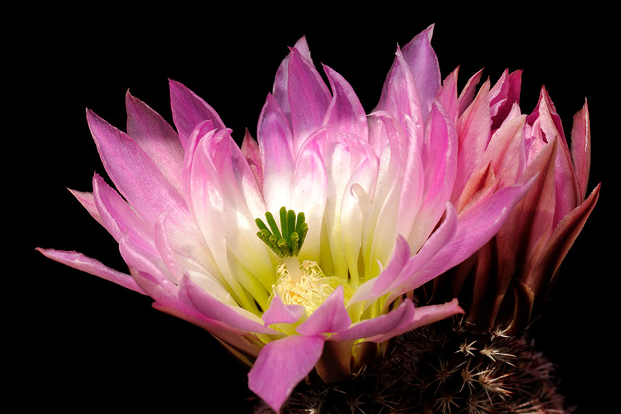 Echinocereus pectinatus, Mexico, Chihuahua, General Trias