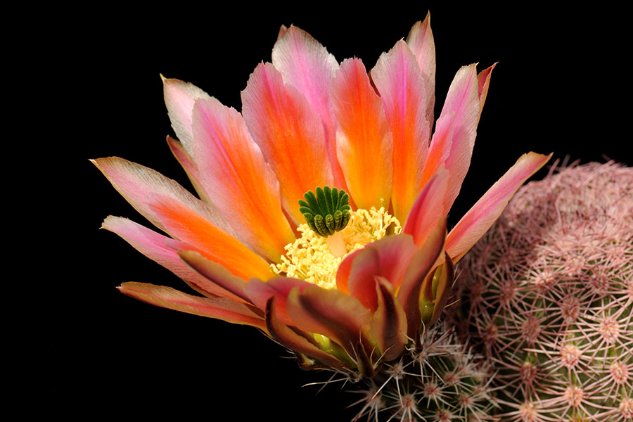 Echinocereus pectinatus subsp. rutowiorum, Mexico, Chihuahua, Sierra el Tambor