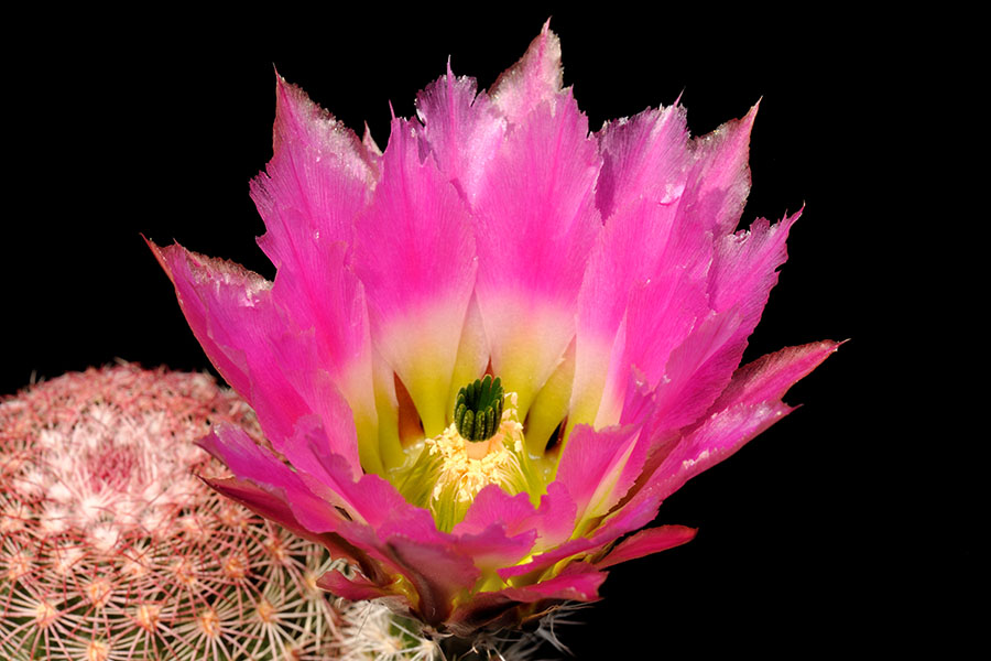 Echinocereus pectinatus, Mexico, Chihuahua, General Trias