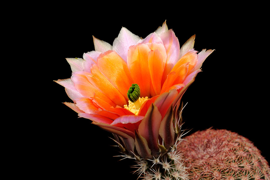 Echinocereus pectinatus subsp. rutowiorum, Mexico, Chihuahua, Sierra el Tambor