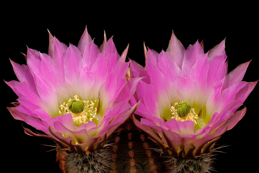 Echinocereus pectinatus, Mexico, Zacatecas, Salinas