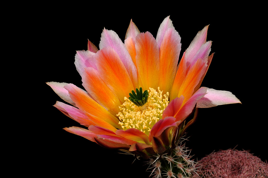 Echinocereus pectinatus subsp. rutowiorum, Mexico, Chihuahua, Sierra el Tambor
